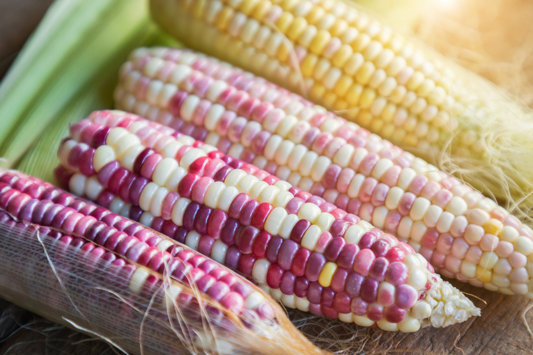 Colorful small ears waxy corns with silk, corn leaf and old wooden background.