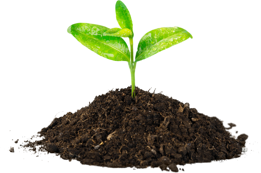 A Newly Planted Plant