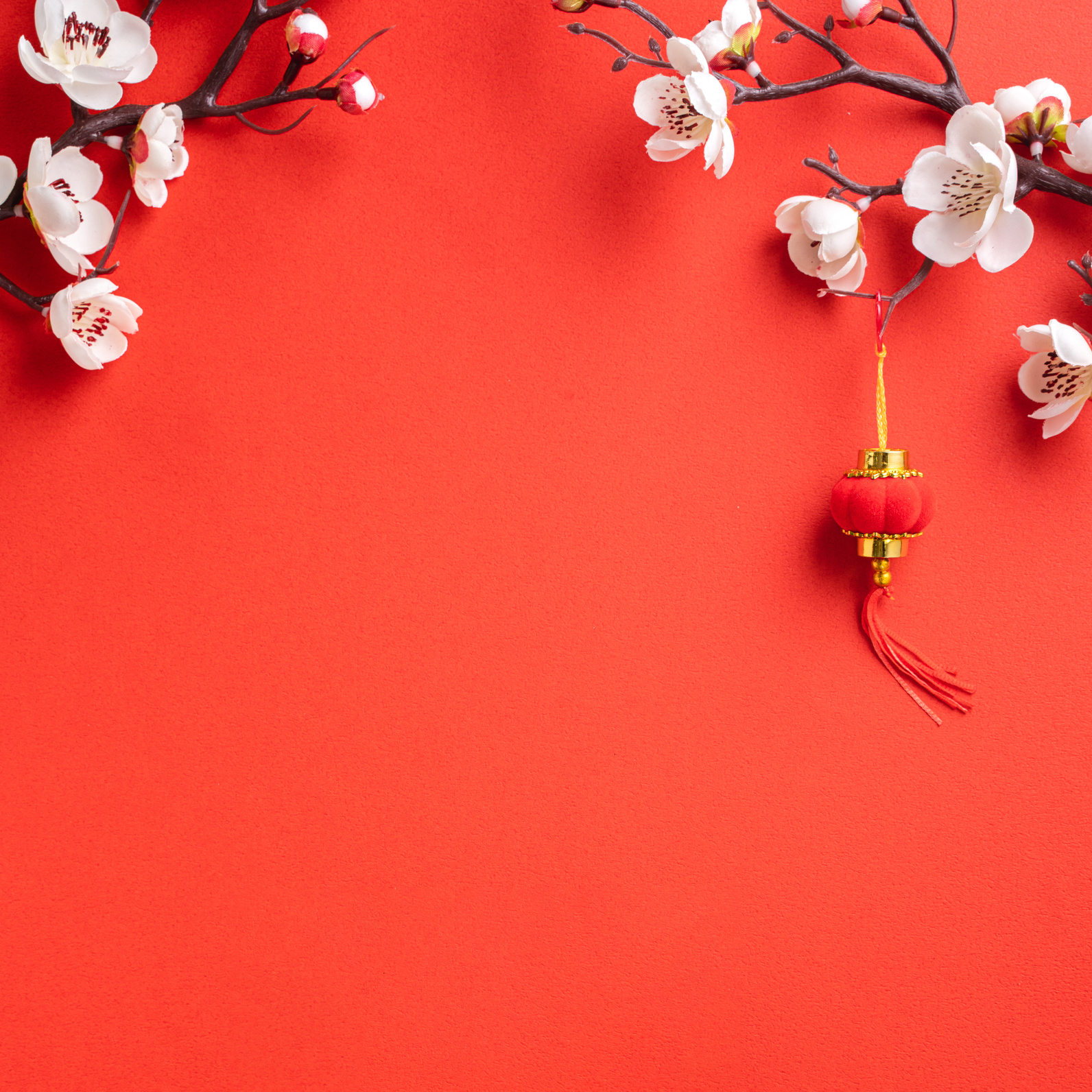 Chinese Lunar New Year Background Design Concept with White Plum