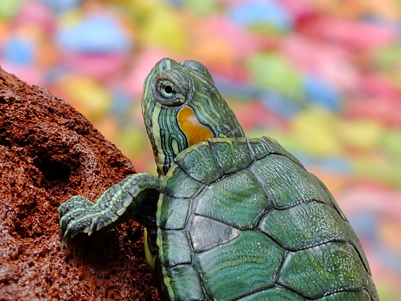 Closeup of Loggerhead Sea Turtle